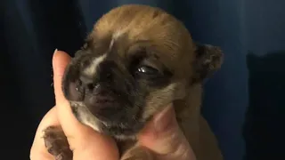 Rescue Adorable Tiny Pup Who Was Born with a Cleft Palate