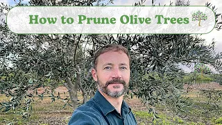 How to Prune Olive Trees