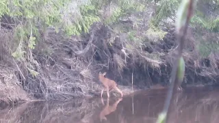 Помощь ЛОСЁНКУ.