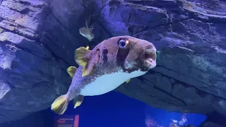 Cairns Aquarium