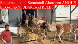 Sanjarbek akani ABERDEEN ANGUS SEMENTALL BUQALARNI UDARLARI KELDI SHOSHLING