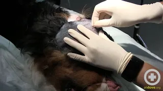 Treating a Canine's Head Abscess Part 1: Prep, Drain, Flush