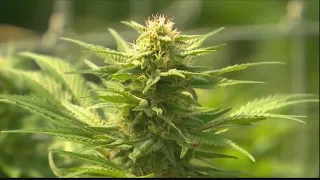 Local experts say medical marijuana could help with health issues