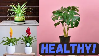 Breathe Easy: 15 Air-Purifying Houseplants for a Healthier Home! #plants #freshair #health