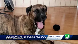 Auburn family shares their story after officer kills family dog