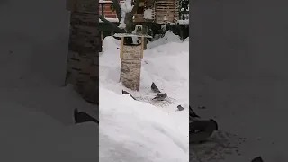 🐦🎄❄️А у нас новые гости) Прилетели свиристели!