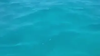 Дельфин дразнит