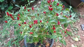 Pimenteira/(Capsicum annuum) L. [Leitura na Descrição]#capsicum