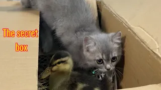 What a surprise!The kitten found the duckling hiding in a cardboard box.Cute animal video🤣