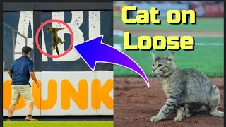 A cat got loose on the field in the Bronx! [Can in the field]