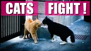 Japanese cats fight ! 猫の喧嘩 Japońskie koty robią afere.