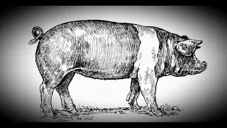 How To Butcher A Pig. Pig Club Part 1. Nose To Tail & Nothing Wasted.. #SRP #Pigclub #Pork