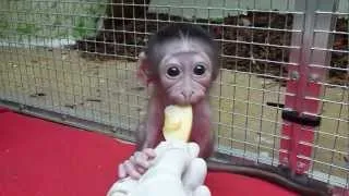 Loango - Je tiens assis et je mordille de la pomme - Bébé Mangabey Couronné - Ménagerie