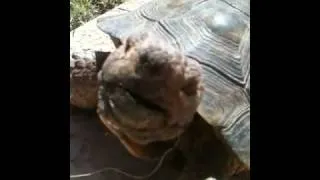 Turtle's feeling frisky