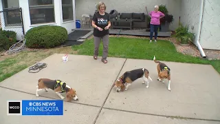 10 beagles rescued from laboratory feel grass for first time in Minnesota