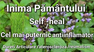 Cel mai puternic antiinflamator natural-Self Heal/Inima Pământului/imunomodulator/antimicrobian