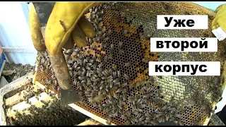 Предустановка второго корпуса на пчелиные семьи