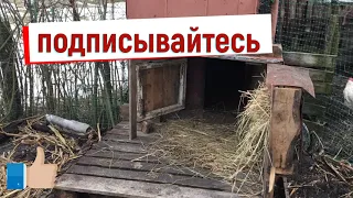 Гусятник из дровника.