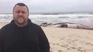 Dead whale washes up on New Jersey beach