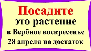 Посадите это растение в Вербное воскресенье 28 апреля на достаток в доме. Народные приметы традиции