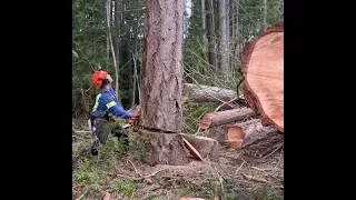 FALLING TIMBER, HIGH WINDS, NOW WERE LOGGING
