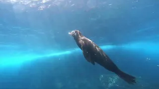 Under the water Galapagos Islands, Equador