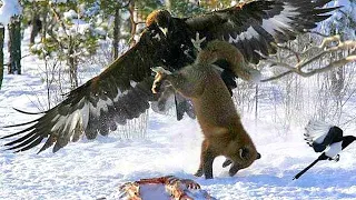 GOLDEN EAGLE — the winged assassin that attacks humans and wolves! Golden eagle vs deer and fox!
