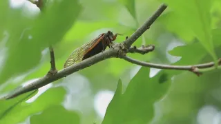 Yes, cicadas are in full emergence in Missouri and southern Illinois. Here's what that means