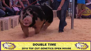 Top Cut Genetics | Double Time Spot Boar | 2018