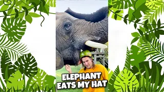 ELEPHANT EATS MY HAT ! #SHORTS