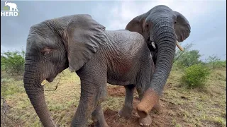 Quality Time With Albino Elephant, Khanyisa & Her Loving Protector, Kumbura