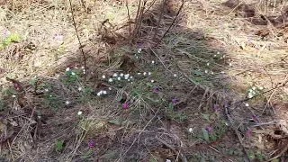 охота, весна в поисках медведя