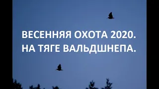 ВЕСЕННЯЯ ОХОТА 2020. НА ТЯГЕ ВАЛЬДШНЕПА.