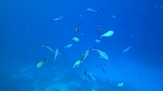 Подводный мир Красного моря. День 5. (Sony) | The underwater world of the Red Sea. Day 5