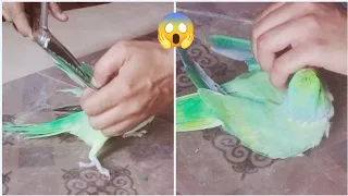 Parrot feather trimming/How to cut Ringneck Parrot wings/Toty k par katne ka tareeqa/Wings clipping