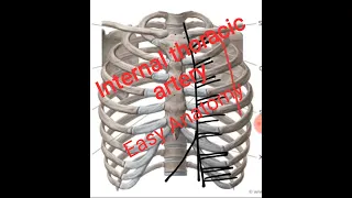 Internal thoracic artery