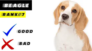 Beagle Pros And Cons | The Good And The Bad