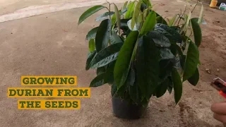 How to Germinate Durian from the seed for Grafting