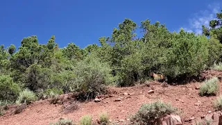 Mama Black Bear with crying cub