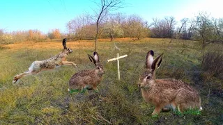 ЛОВУШКА НА ЗАЙЦА | как сделать ловушку на зайца