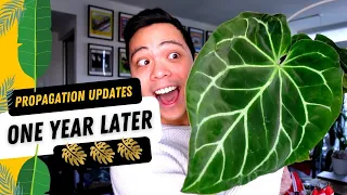 Where Are They Now ? 😮 - Propagation Plant Updates | Monstera, Anthurium, Syngonium, Epipremnum