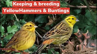 Keeping and Breeding Yellowhammers & Buntings