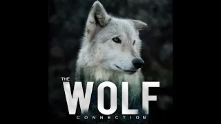 Episode #96 International Wolf Symposium #4 - Wolves of the Rockies