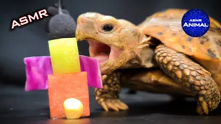ASMR EATING FOOD MUKBANG 🐢 Turtle Tortoise 138