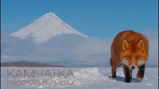 Тизер  "Камчатка. Рассказ в лисах". Снимаем фильм о дикой природе Кроноцкого заповедника.