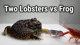 Frog vs Blue Lobster (LIVE FEEDING WARNING)