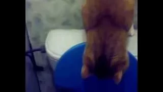 Кот после себя сливает в туалети