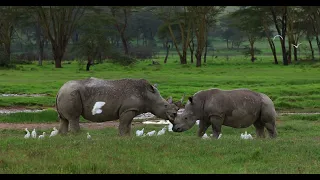 White Rhino 4k Slow motion