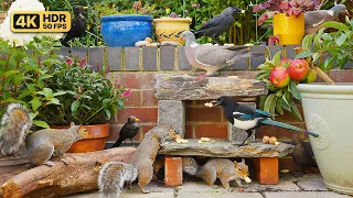 Cat TV for Cats to Watch 😸 Birds & Squirrels Feast Together 🕊️🐿️ Videos for Cats 4K HDR (10 Hours)
