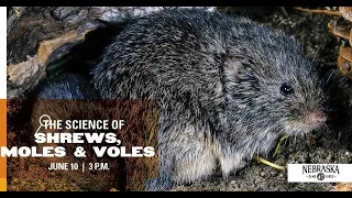The Science of...Shrews, Voles & Moles